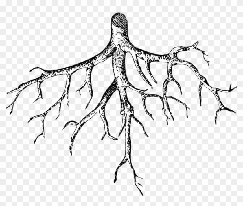 Download Roots Illustration Transparent Png - Roots Of A Plant Drawing Clipart