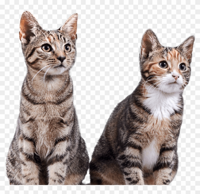 900 X 831 7 - Cat Clipart #257856