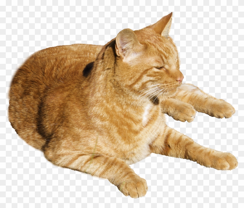 Download Cat Png Transparent Image - Cat Png Clipart #257887