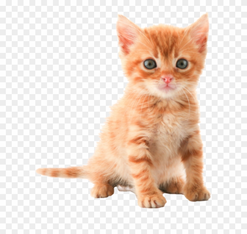 Png Hd Pictures Of Cats Pluspng - Kitten Png Clipart #257945