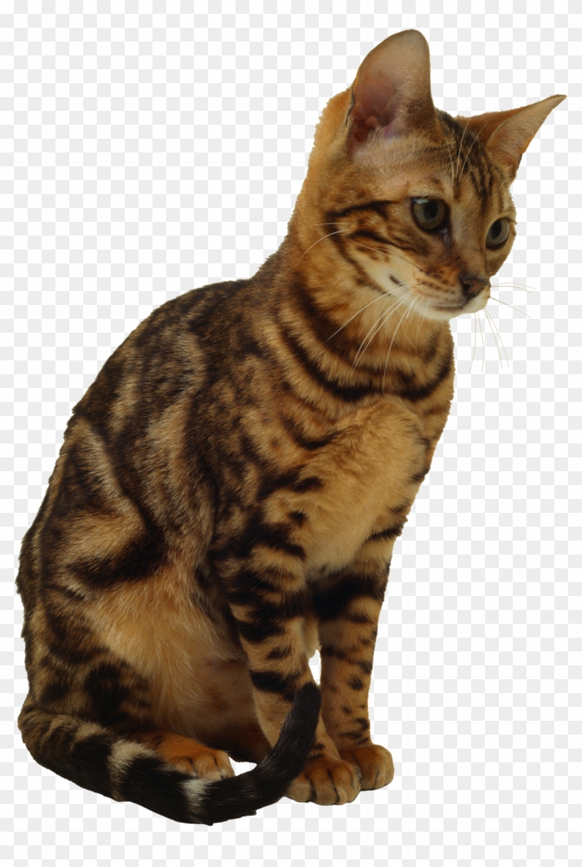 Sitting Cat - Cat Png Transparent Background Clipart #257998