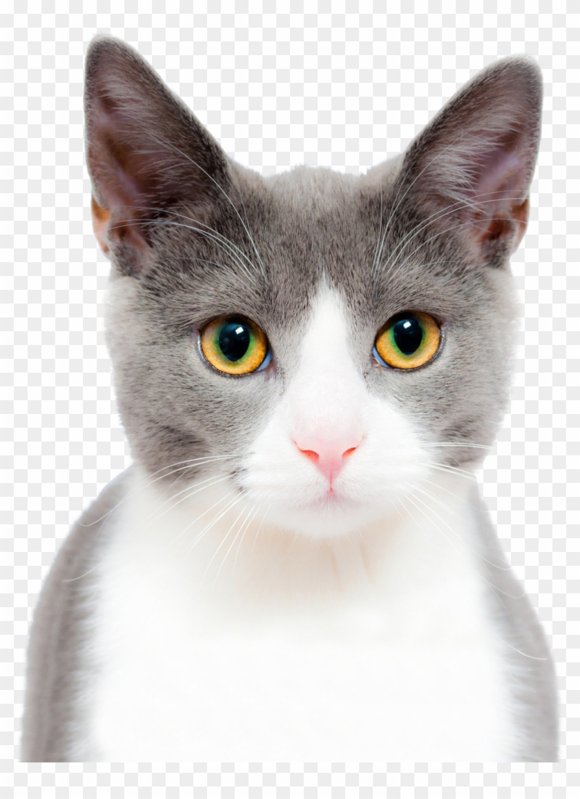 Cat Png Image Purepng - Stock Photo Of Cat Clipart