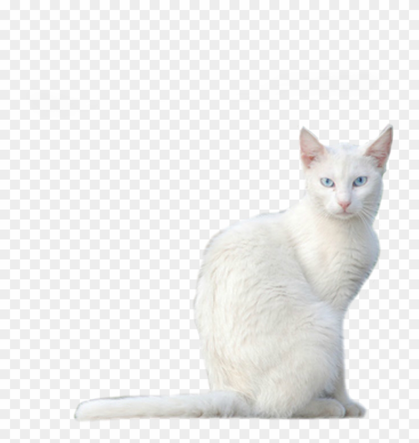 894 X 894 7 - Khao Manee Clipart #258236