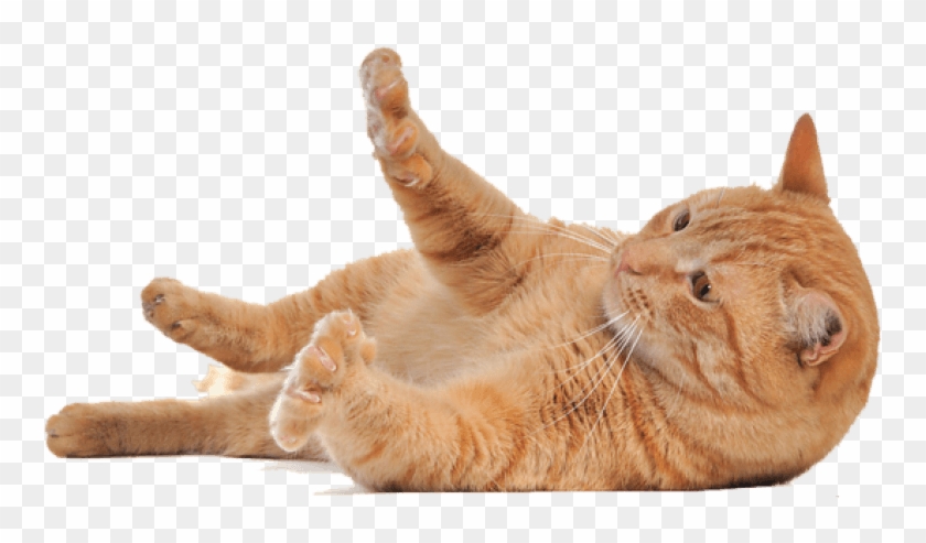 Download Cat Png Images Background - Cat Picture Transparent Background Clipart