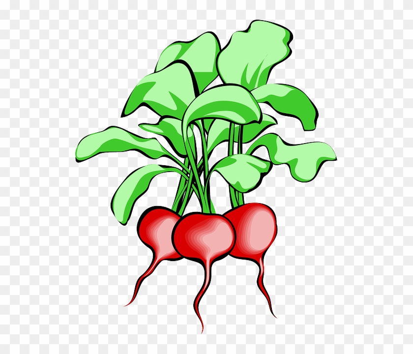 Beet, Beetroot, Vegetable, Root, Plant, Food, Raw - Beets Clipart - Png Download #258366