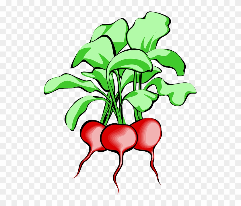 Beet, Beetroot, Vegetable, Root, Plant, Food, Raw - Beets Clipart - Png Download