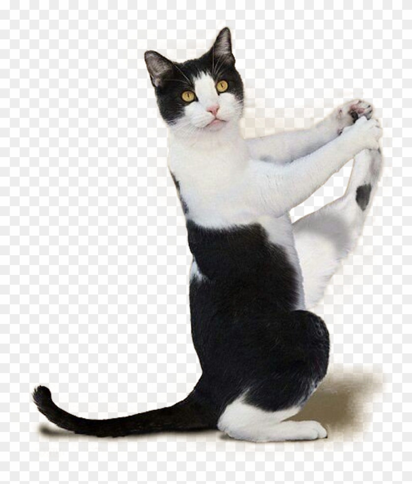 2000 X 2000 11 - Yoga Cats Clipart