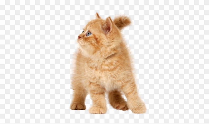 Cat Png - Realistic Gumball And Darwin Clipart #258718