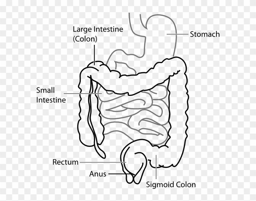Unlabeled Heart Diagram - Large Intestine And Small Intestine Diagram Clipart