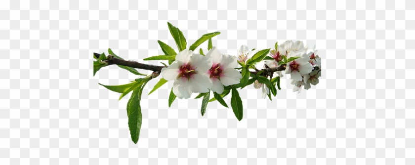 Almond Tree, White Flowers, Almond Tree Nature, Flower - Almond Tree Branch Transparent Clipart #2504023