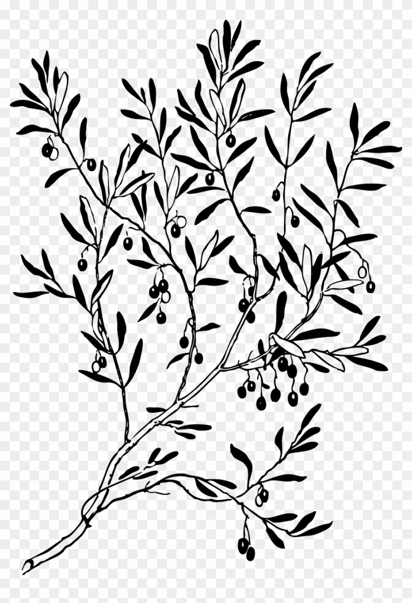 Branches Leaves Plant Tree Png Image - Olive Branch Black And White Clipart #2504083