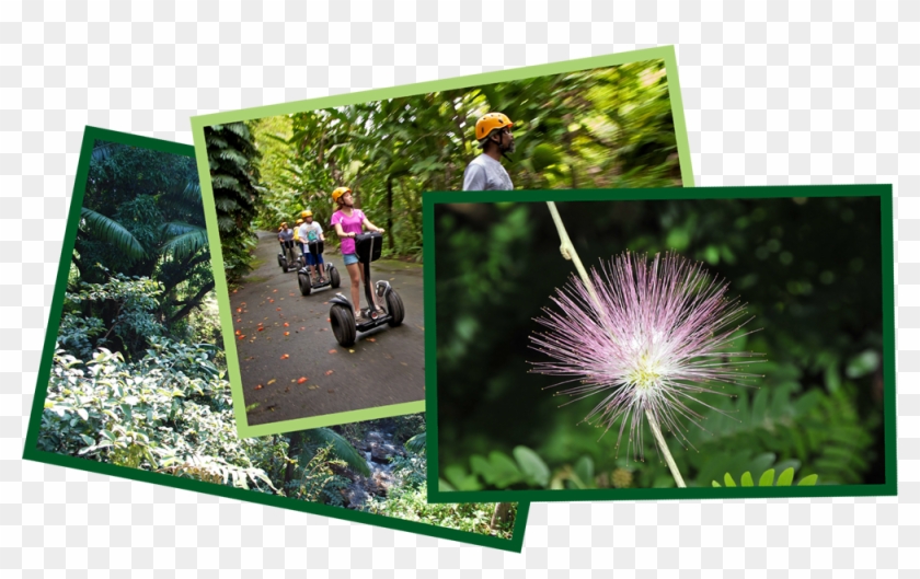 Gallery Photos - Touch-me-not Clipart