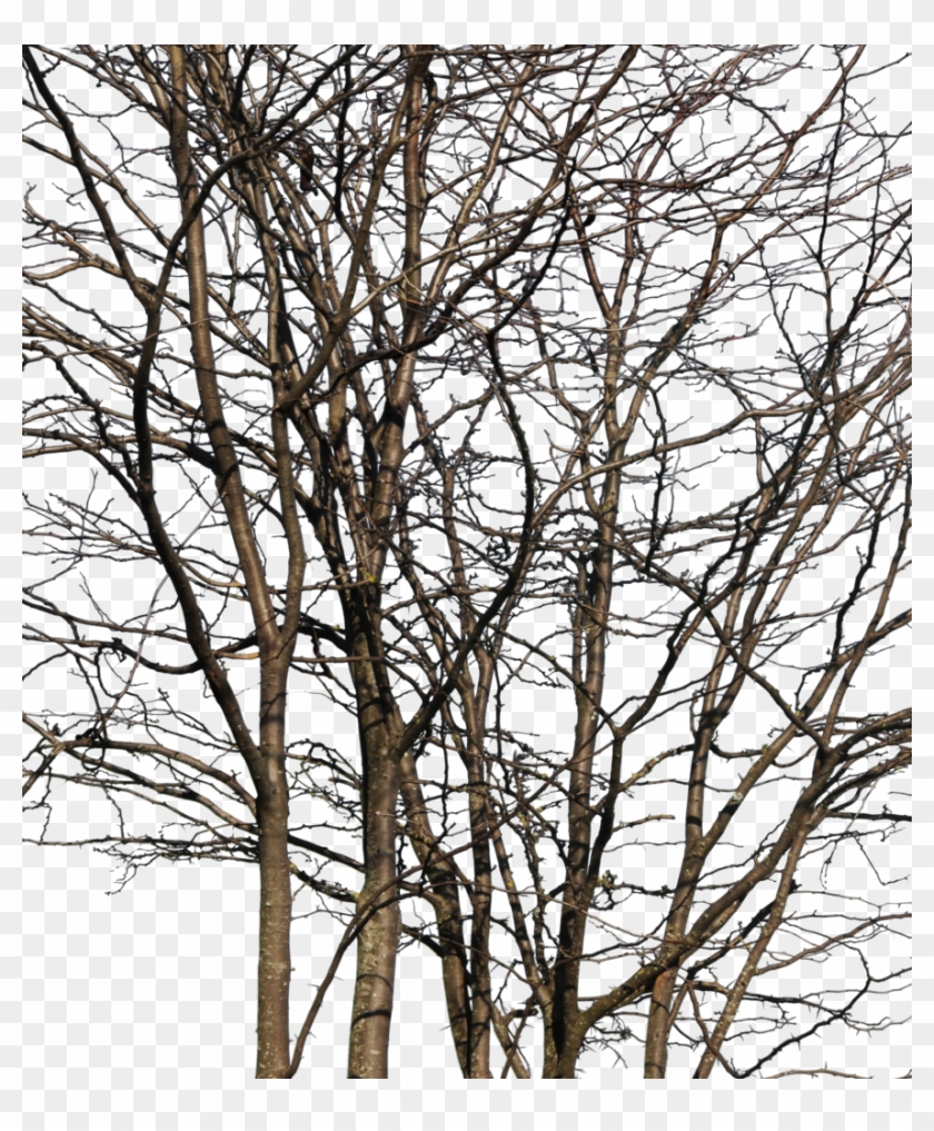 Deciduous Trees Group Winter Iii - Wood Clipart #2505886