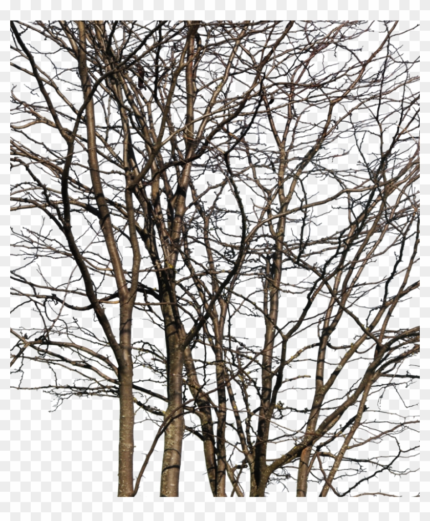 Deciduous Trees Group Winter Iii - Wood Clipart