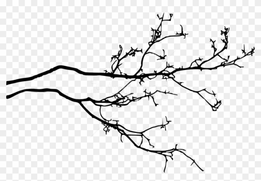 Tree Branch Png - Tree Branch With Leaves Silhouette Png Clipart #2505927