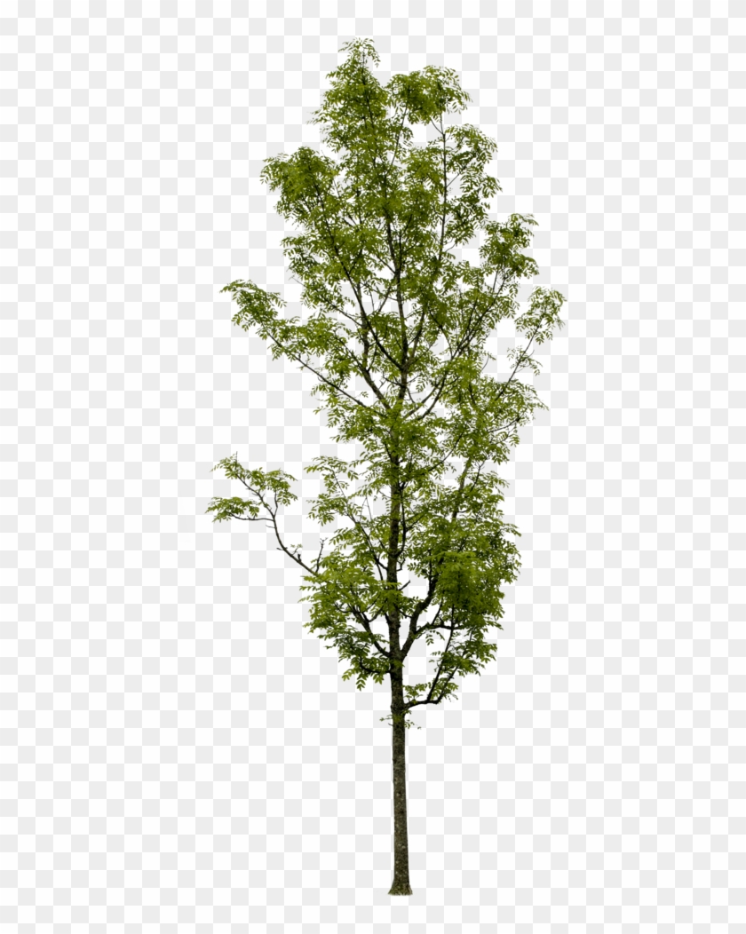 Fraxinus Excelsior Landscape Materials, Landscape Elements, - European Ash Clipart #2506082