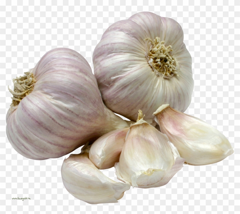 Garlic - Vegetables Garlic Clipart #2506125
