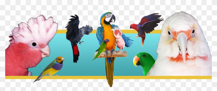 Red Tailed Black Cockatoo Clipart