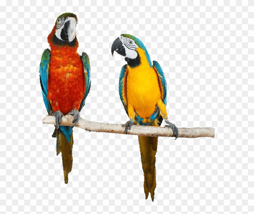 Say Hello - Macaw Clipart #2506306