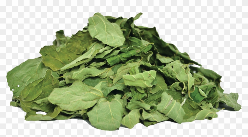 Herbs & Botanicals Ziziphus Spina Leaves - Spinach Clipart