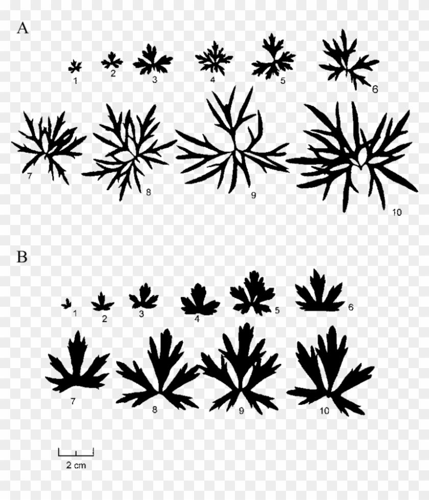 Representative Leaf Samples From The Wet Site And Semi-dry - Illustration Clipart
