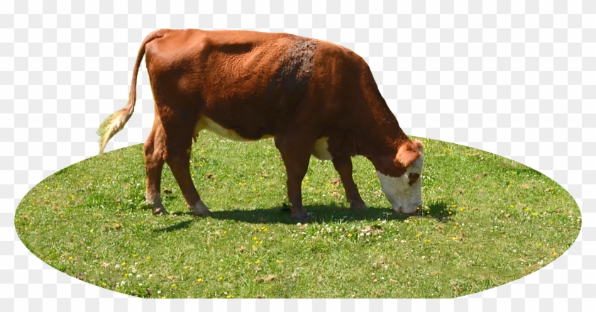 Image - Cow Eating Grass Png Clipart #2506785
