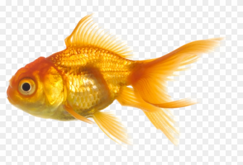 Download Real Fish Transparent Background For Designing - Fish With Transparent Background Clipart #2506996