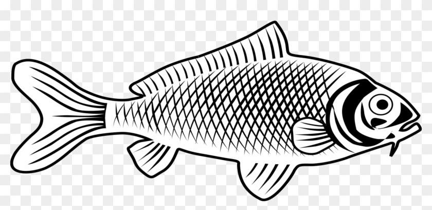 Fish Animal Biology Fauna Png Image - Fish Images Line Art Clipart #2507057
