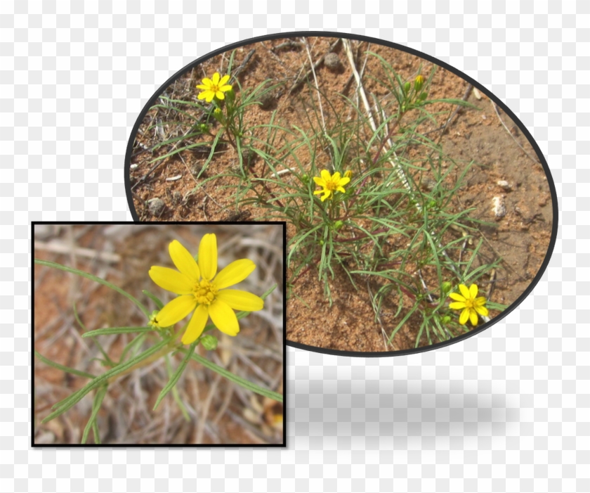 Limoncillo Thick, Grass-like Leaves Are Covered With - African Daisy Clipart