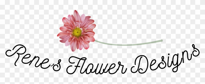 Renes Flower Designs - Barberton Daisy Clipart #2508332