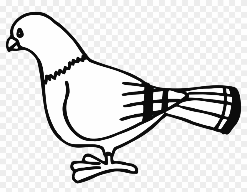 Pigeon Bird Animal - Pigeon Clip Art - Png Download #2508525