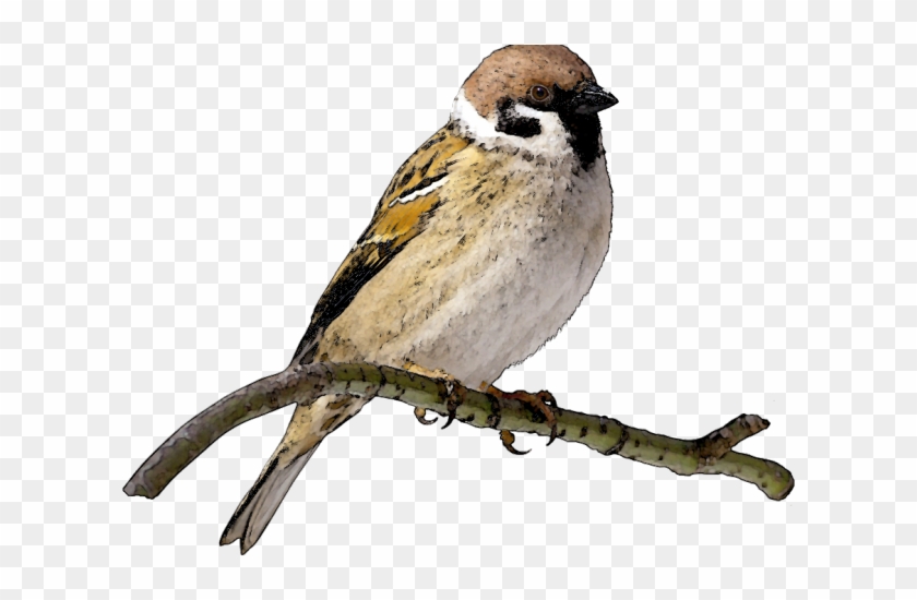 Pigeon Clipart Sparrow - Sparrow Clipart - Png Download #2508652