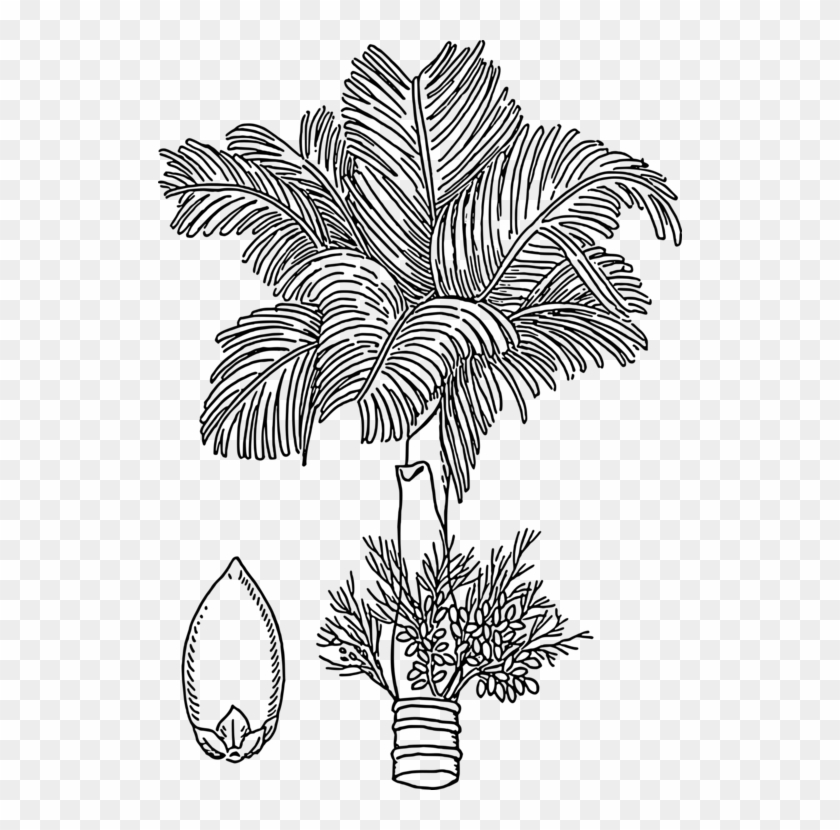 Areca Palm Areca Nut Betel Paan Arecaceae - Areca Palma Para Colorear Clipart #2512071