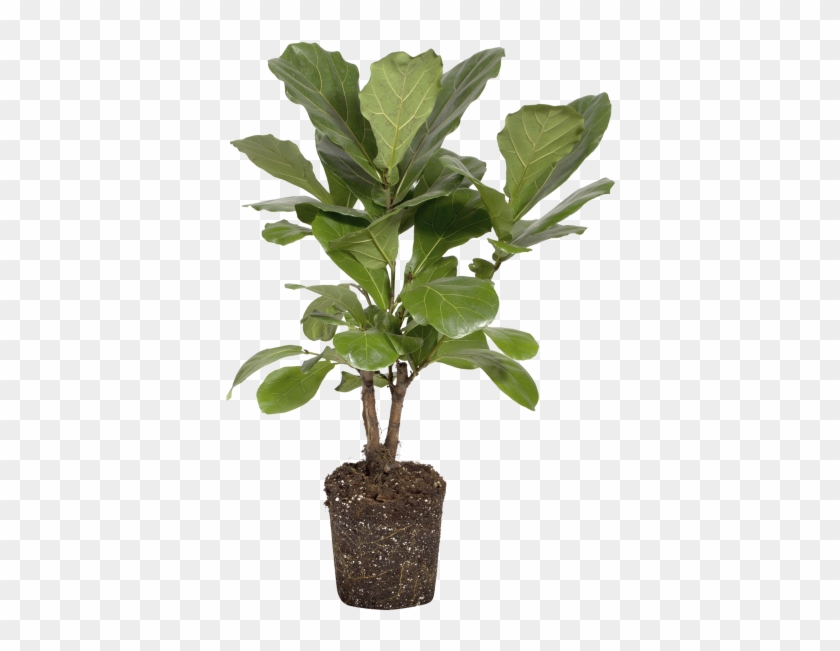 Fiddle-leaf Fig Clipart