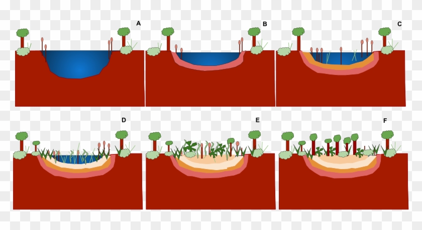 Ecological Succession Wikiwand Pond Or Sere A - Colonisation And Succession In Pond Clipart