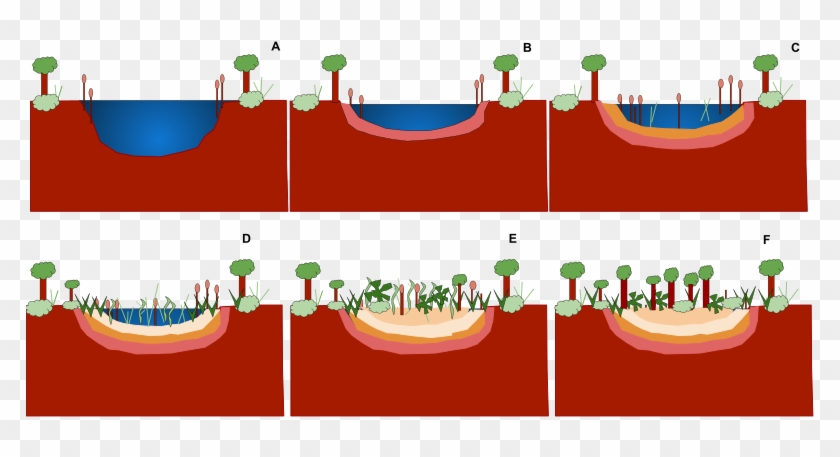 Ecological Succession Wikiwand Pond Or Sere A - Colonisation And Succession In Pond Clipart #2512748
