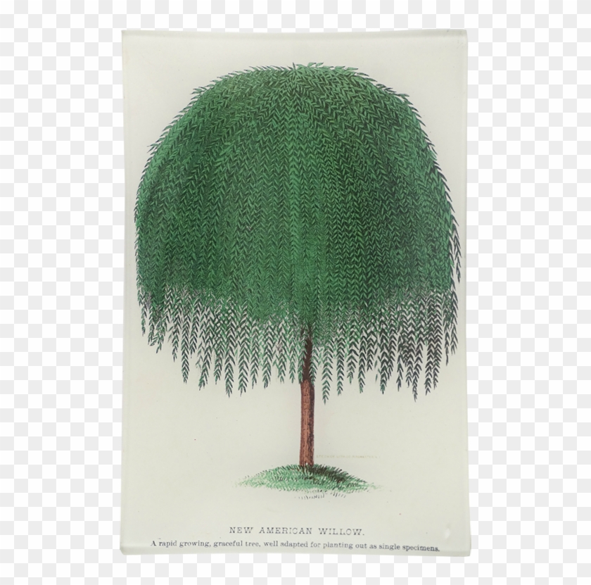 Sabal Palmetto Clipart #2514203