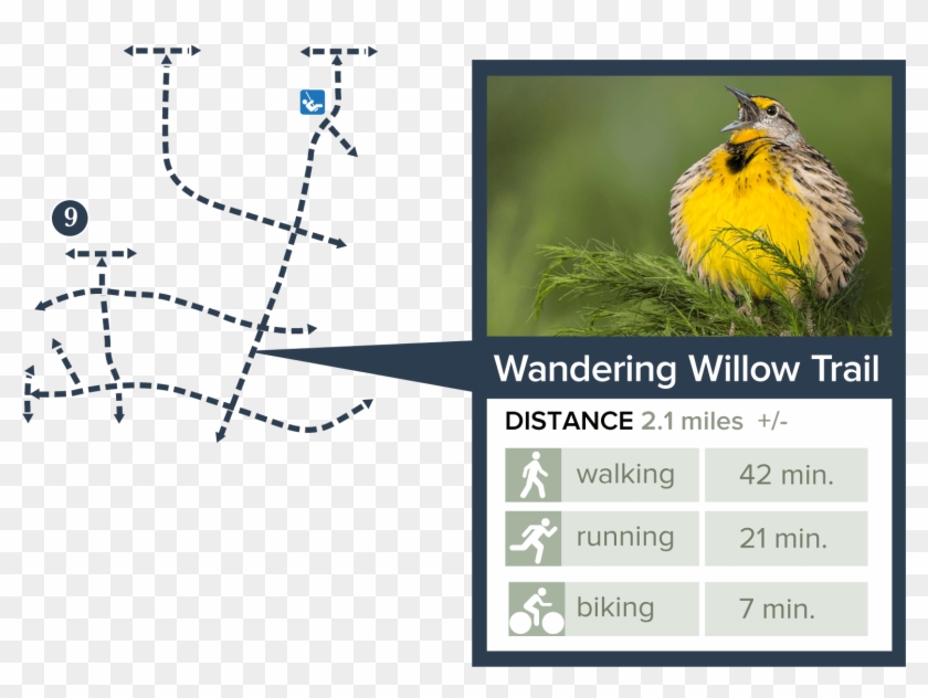 Trails Wandering Willow Trail - Eurasian Golden Oriole Clipart #2514344