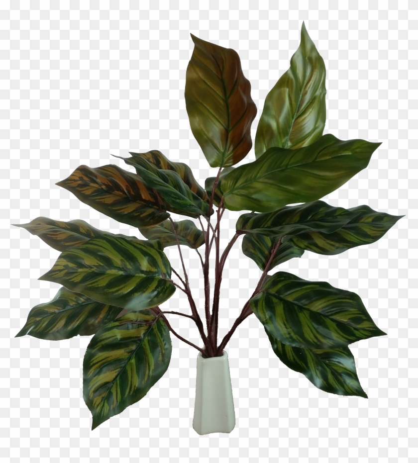 Peacock Leaf Stem - Houseplant Clipart