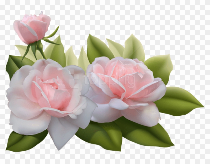 Free Png Beautiful Three Pink Roses Png Images Transparent - Png Three Pink Roses Clipart