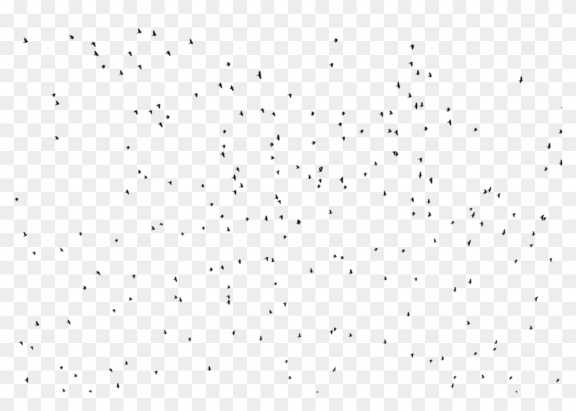 Birds Silhouette By Frankandcarystock - Monochrome Clipart #2517993