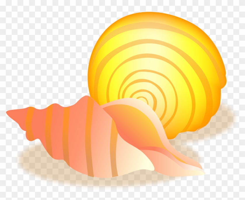 Conch Sea Snail Vector Material - Shell Clipart