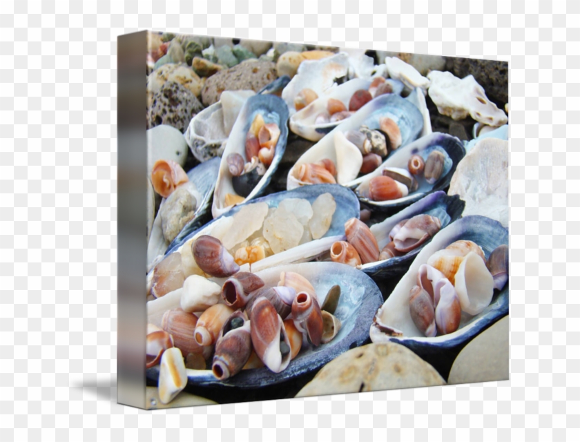 Pictures Of Seashells On The Beach - Mussel Clipart #2518868