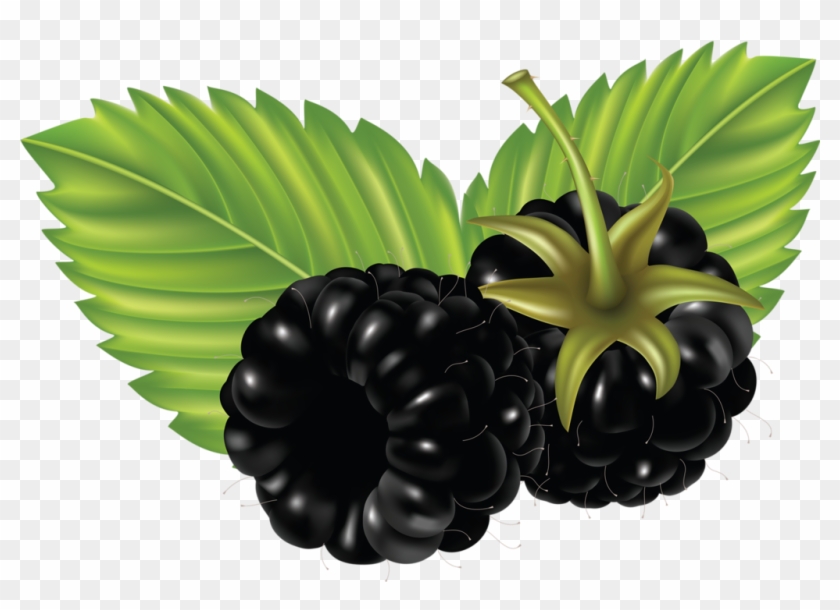 Фотки Png Photo, Red Grapes, Blackberry, Berries, Food - Blackberry Fruit Transparent Background Clipart