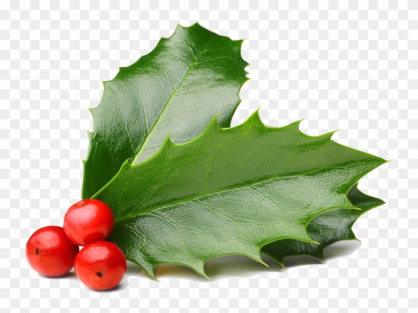 Christmas Berries Png Transparent Background - Transparent Christmas Berry Png Clipart #2519133