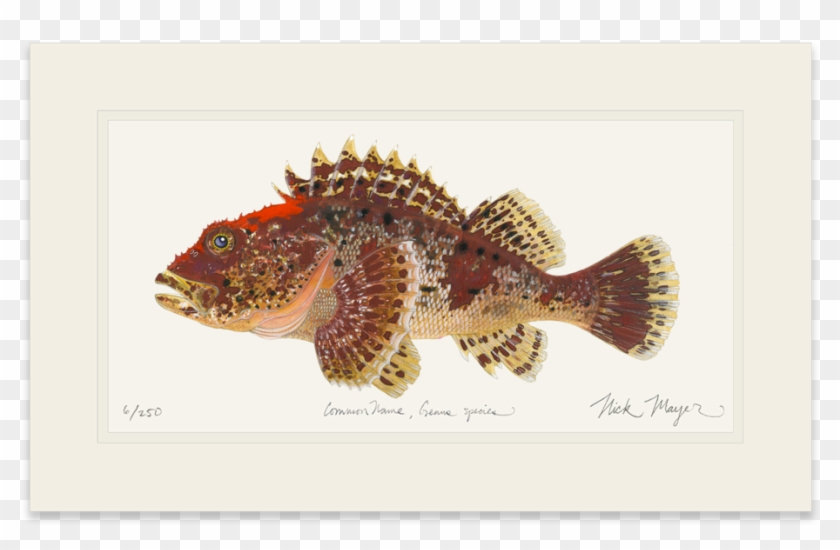 1023 X 664 1 - Northern Longear Clipart #2519495