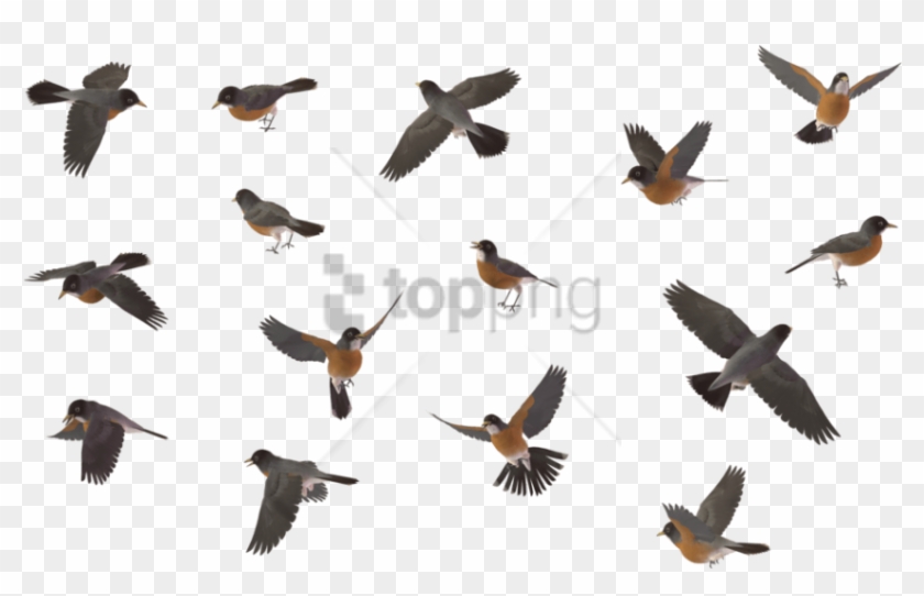 Free Png Sparrow Bird Png Image With Transparent Background - Flying Robin Bird Png Clipart