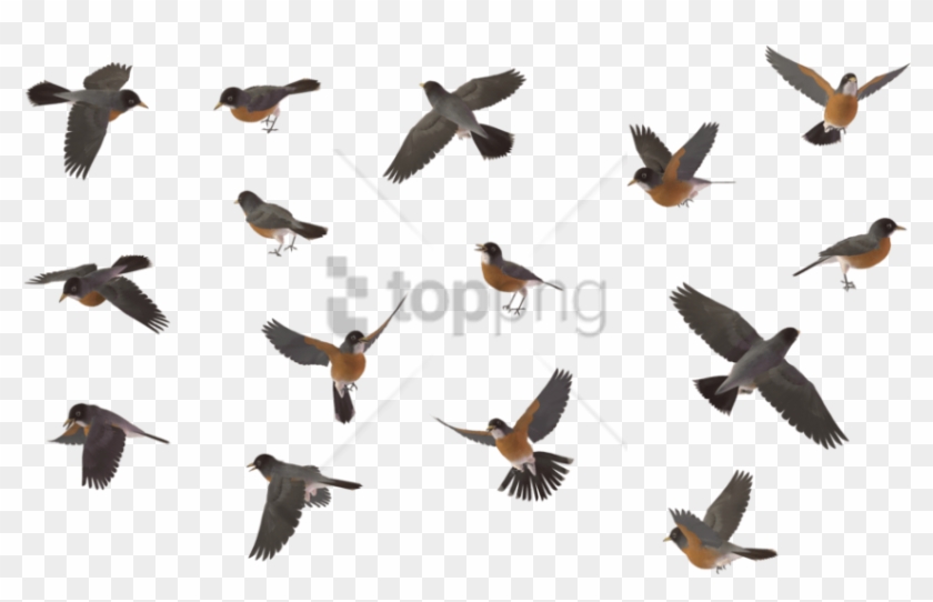 Free Png Sparrow Bird Png Image With Transparent Background - Flying Robin Bird Png Clipart #2521002