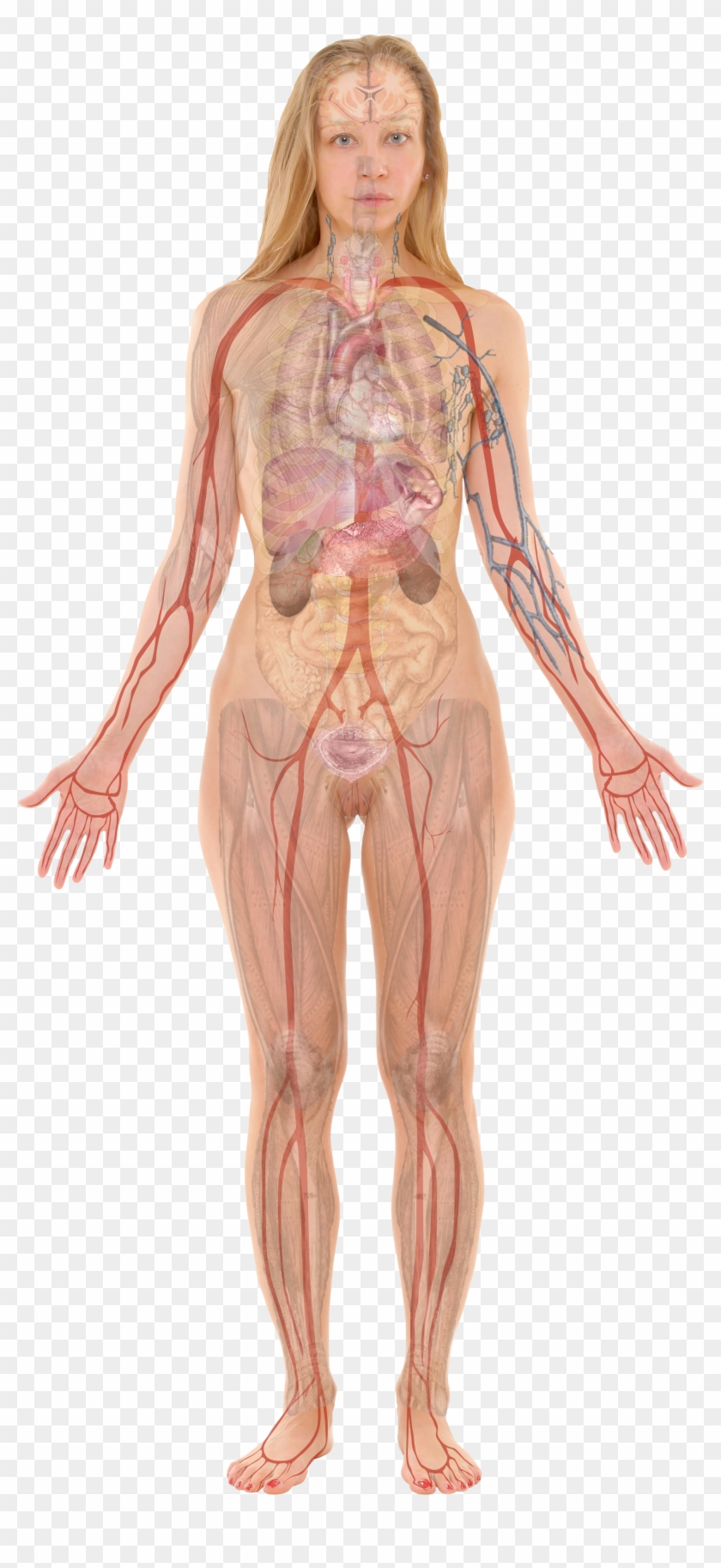 Female With Organs - Female Body Organ Anatomy Clipart