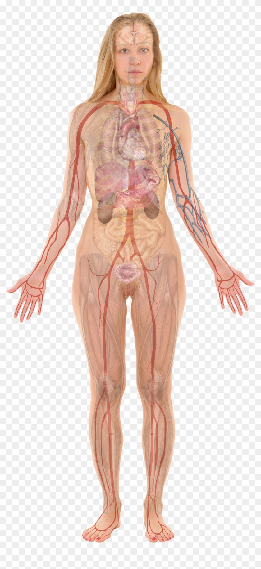 Female With Organs - Female Body Organ Anatomy Clipart #2521259